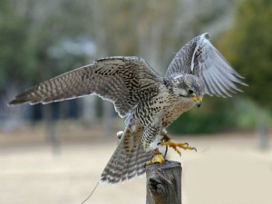 Falco_mexicanus_-Avian_Conservation_Center,_near_Charleston,_South_Carolina,_USA-8a