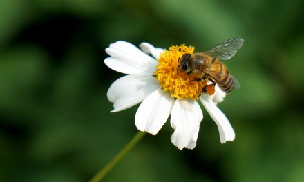 Bees in decline: National Pollinators Week