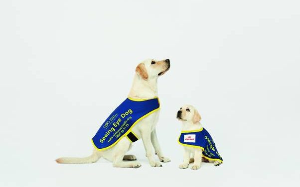 NORTH SHORE GETS INVOLVED IN SEEING EYE DOGS APPEAL