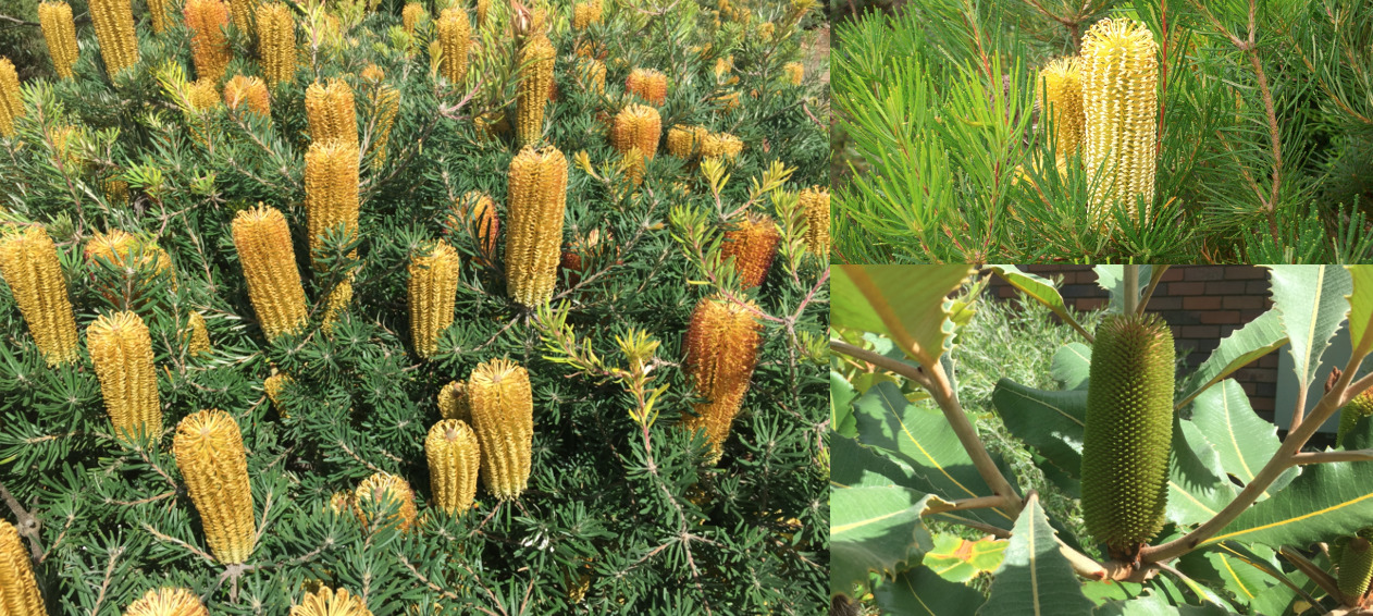 BANKSIA BEAUTIES - Vimarsana News