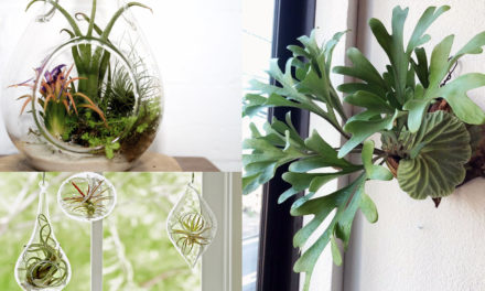 All you need to know about Indoor Air Plants