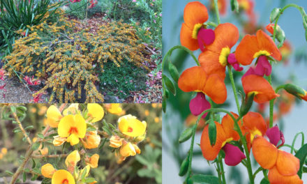 Australian Natives: Pea Flowers, Perfect for Spring