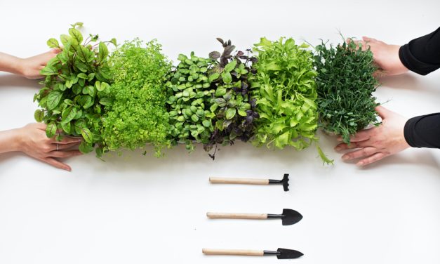 5 APPS TO KEEP YOUR PLANTS HEALTHY